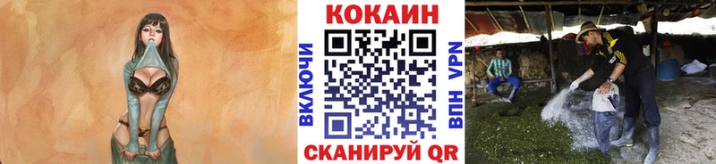 Cocaine Эквадор даркнет телеграм Алапаевск